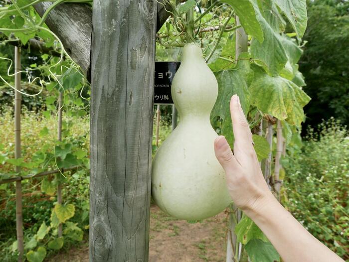 ヒョウタンの実