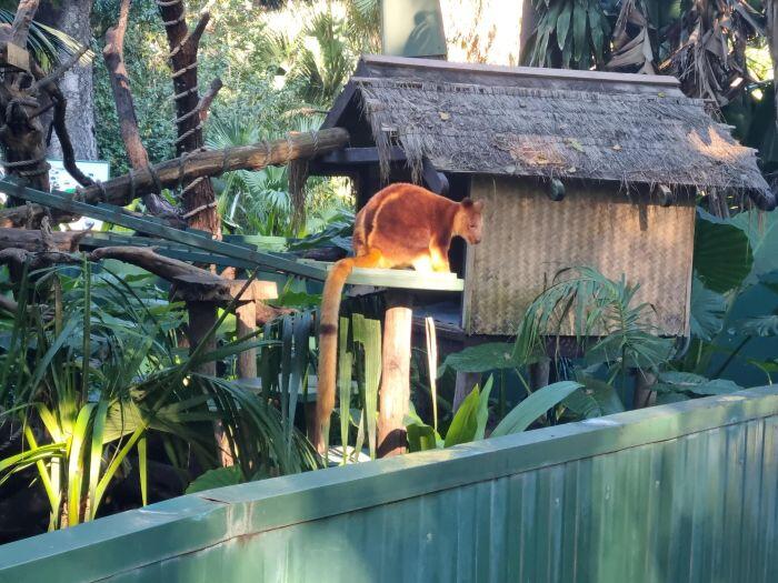 地上ではジャンプをしない、木の上で生活をするツリーカンガルー