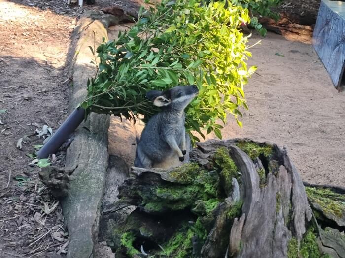 ブッシュウォークで動物を探す