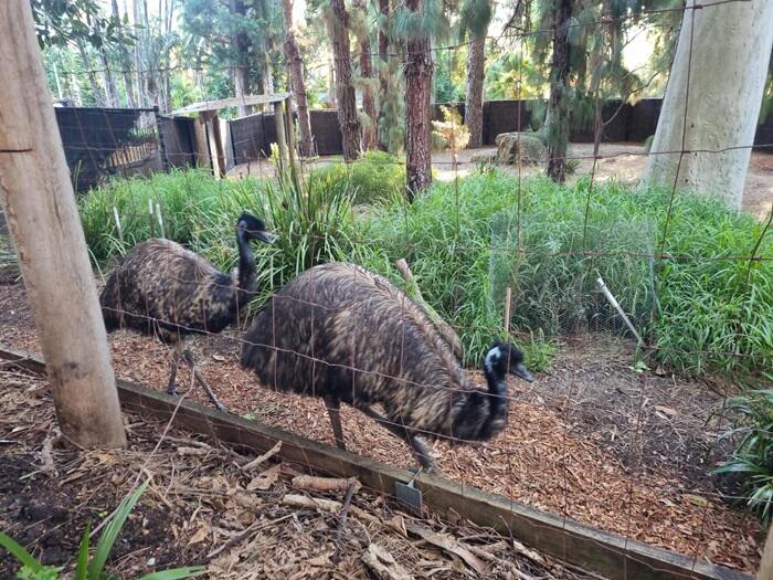 ブッシュウォークには攻撃性のある動物もいます