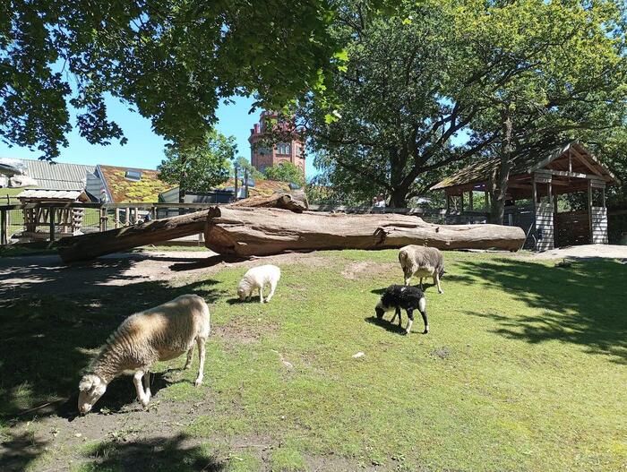 スカンセンの動物園エリアの羊たち