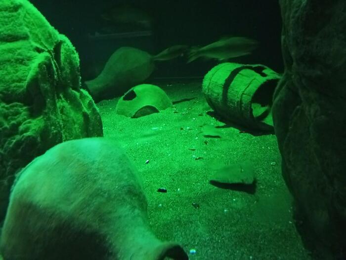 真っ暗な水族館。石なのか生物かわからない様子の水槽。