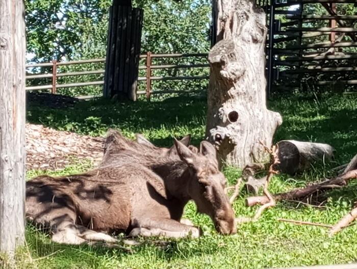 スカンセンの動物園エリアの横たわっているヤギ