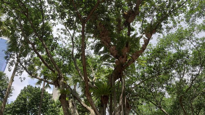 KLCC公園に生息する亜熱帯植物。写真だけだと迫力が伝わりにくいですが、堂々とそびえ立っています