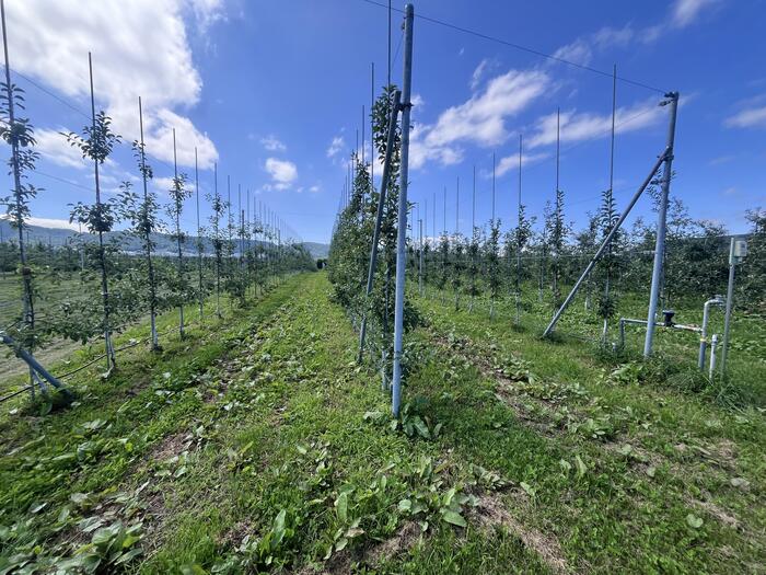8月初めに訪れた時の高密植栽培のリンゴの木々。このようにリンゴの苗木を密植して植えていきます