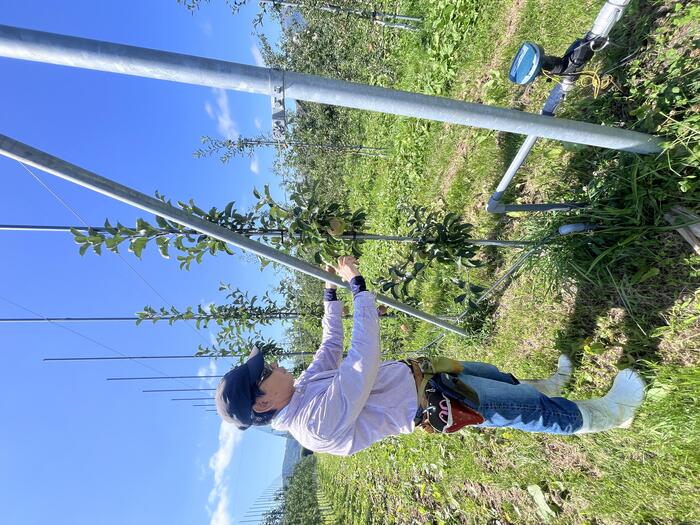 高度な剪定技術は必要ないものの、大きく実を着ける前に枝ぶりの様子を見て行う作業中の藤盛さん