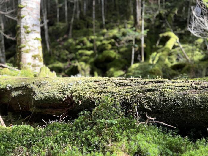 北八ヶ岳に広がる苔の森
