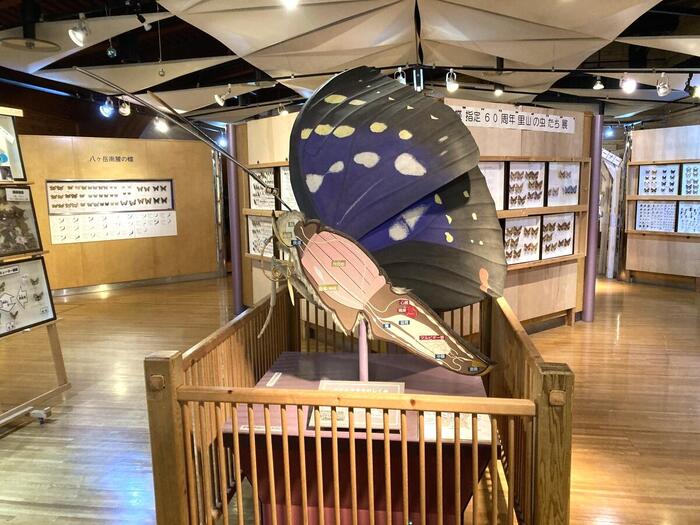 オオムラサキの体の仕組みや標本が展示されている本館