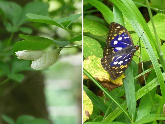 葉の裏に残る羽化した後のサナギ（左）