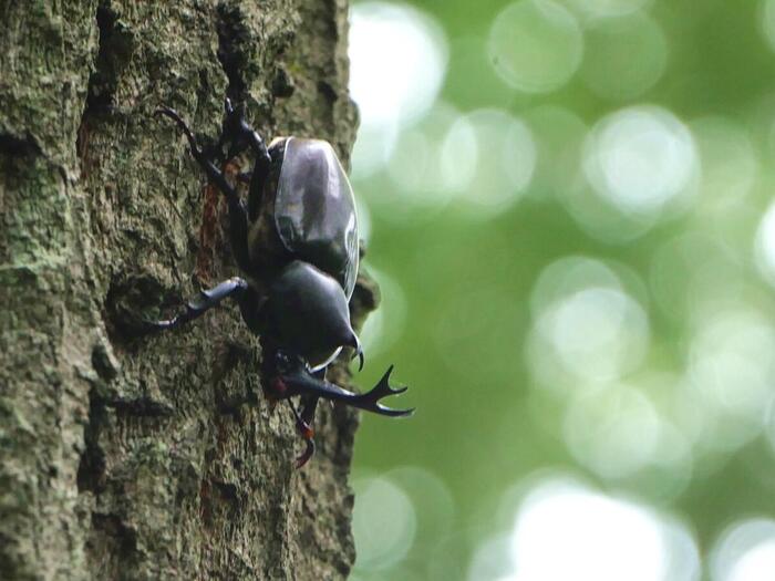 オオムラサキ自然公園の木に止まるカブトムシ