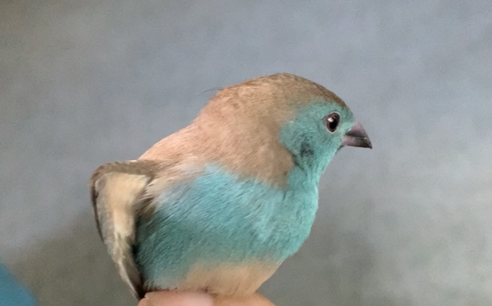 美しいタンザニアの鳥たち