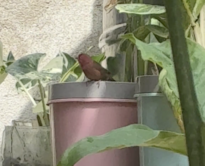美しいタンザニアの鳥たち