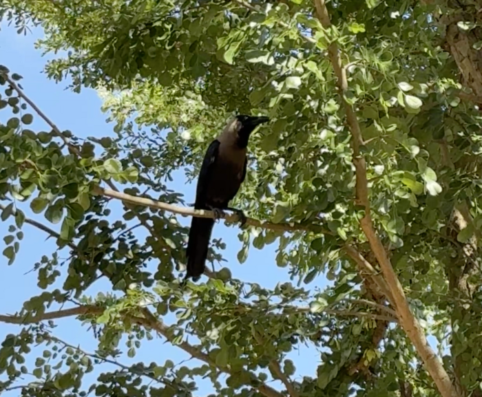 美しいタンザニアの鳥たち