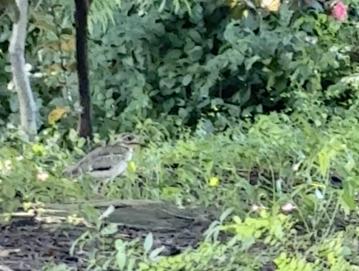 美しいタンザニアの鳥たち