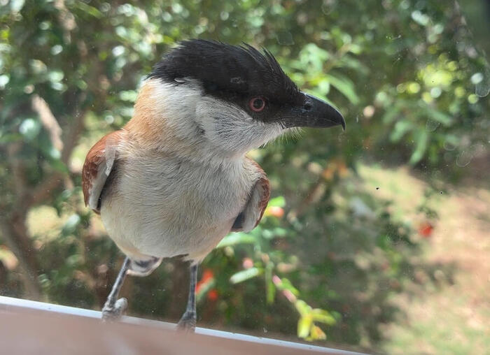美しいタンザニアの鳥たち