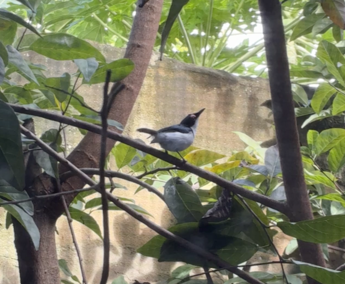 美しいタンザニアの鳥たち