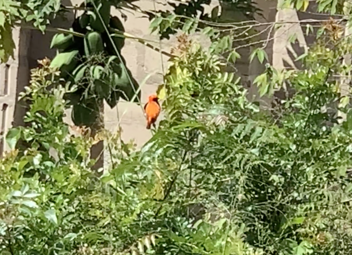 美しいタンザニアの鳥たち