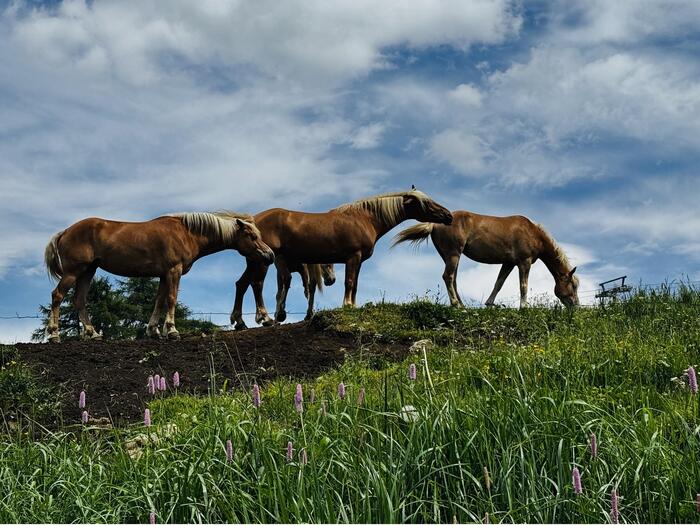 アルペ・ディ・シウージの高原で草を食べる馬