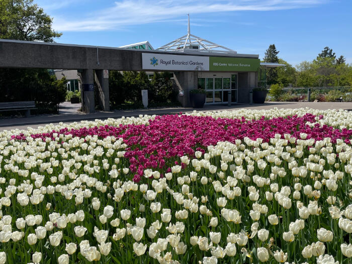 RBGのメインゲート前は季節の花、白とピンクのチューリップ