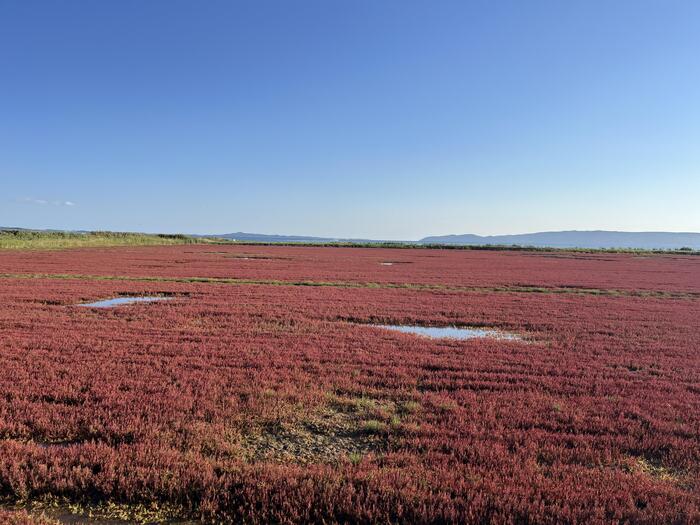 澄み切った青空と早朝の光に映える能取湖の赤いサンゴ草