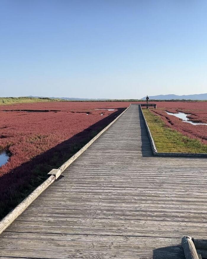 サンゴ草群生地の中をまっすぐ伸びる歩きやすい木製遊歩道