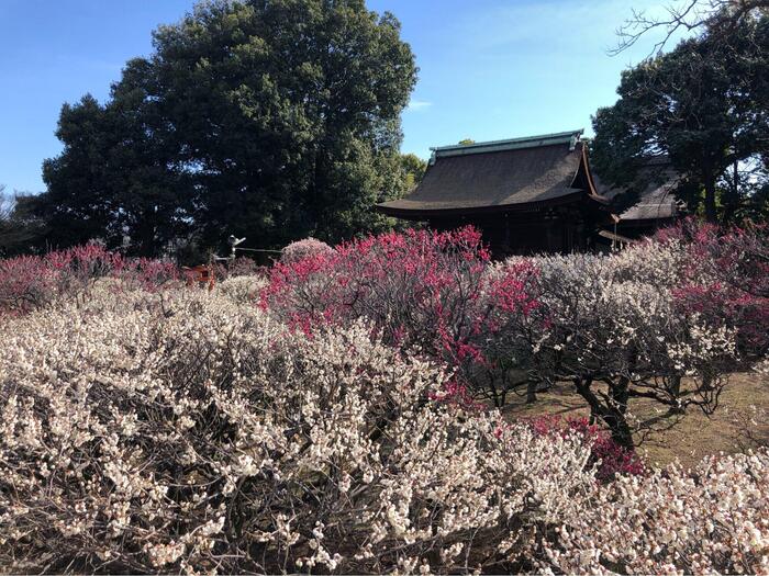 道明寺天満宮の梅の咲き乱れる景色