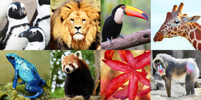 ARTIS動物園のペンギンやライオンなどたくさんの動物たち
