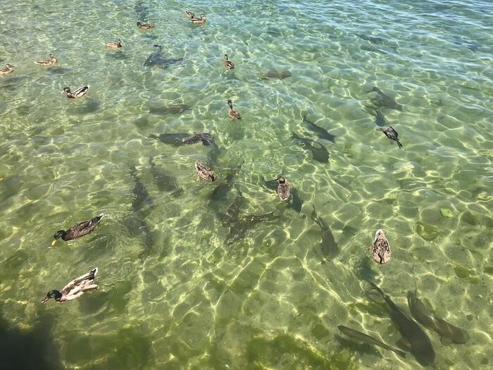 7穏やかな湖畔に泳ぐ魚と鳥たち.jpg