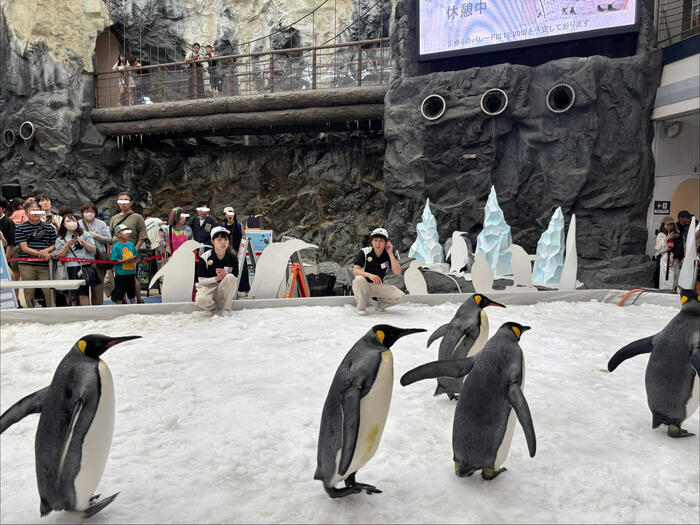 オウサマペンギン