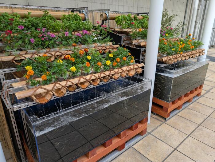 施設内農園AGRIKO FARMで育てるレストラン提供用のフレッシュハーブや食用花