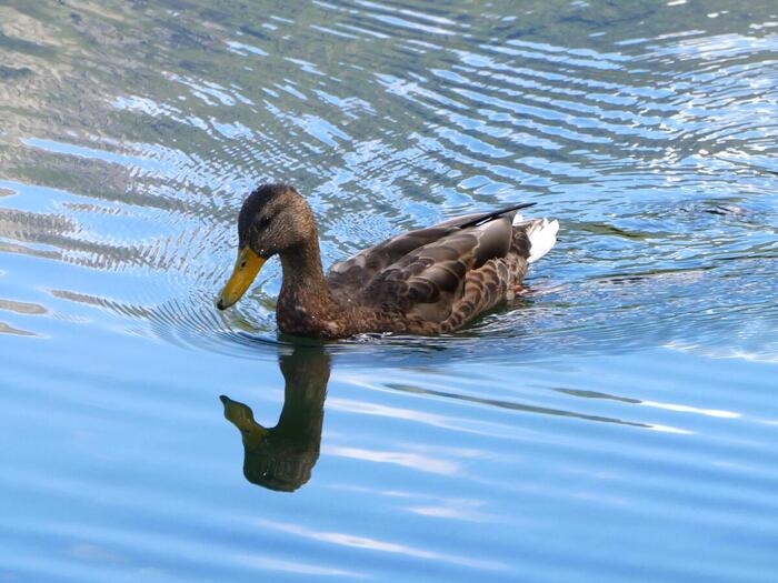 大正池の清流を穏やかに泳ぐマガモのオスのエクリプス姿