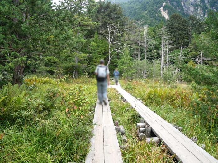 静けさに包まれた森の中を岳沢湿原へと伸びる木道