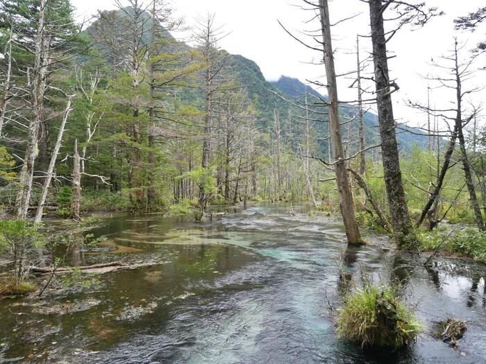 湧き水と立ち枯れの木々が美しい神秘的な岳沢湿原
