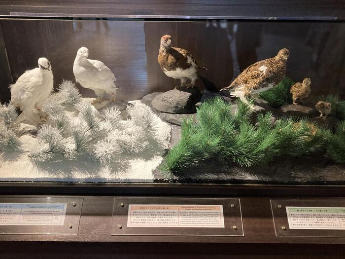 冬毛と夏毛の違いがわかりやすく展示された雷鳥のはく製