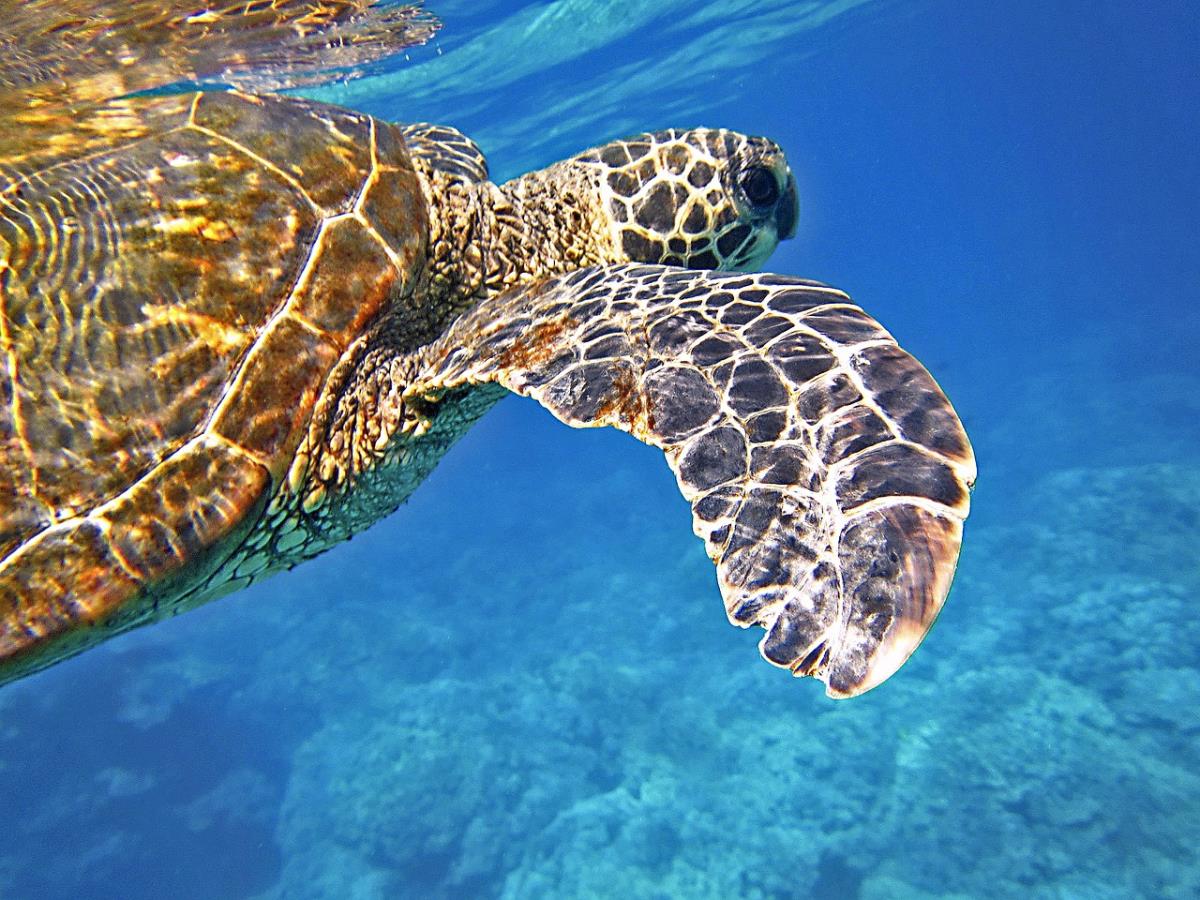 ハワイの海のモチーフ-ウミガメ-Photo-by-Pixabay