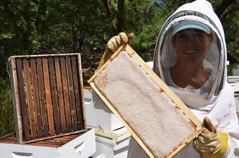 巣箱には、ミツバチたちが集めた蜜がたっぷり。