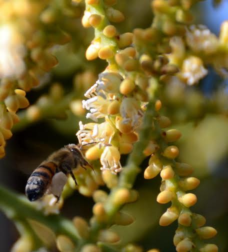 野生のハチたちが集めた蜜と栄養を、そのままにパッケージ。