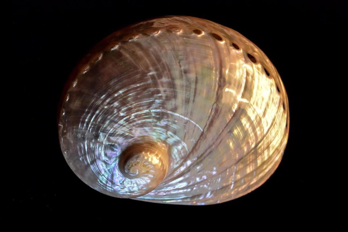 アワビの貝殻の光沢は、とても魅惑的。 写真イメージ：Pixabay