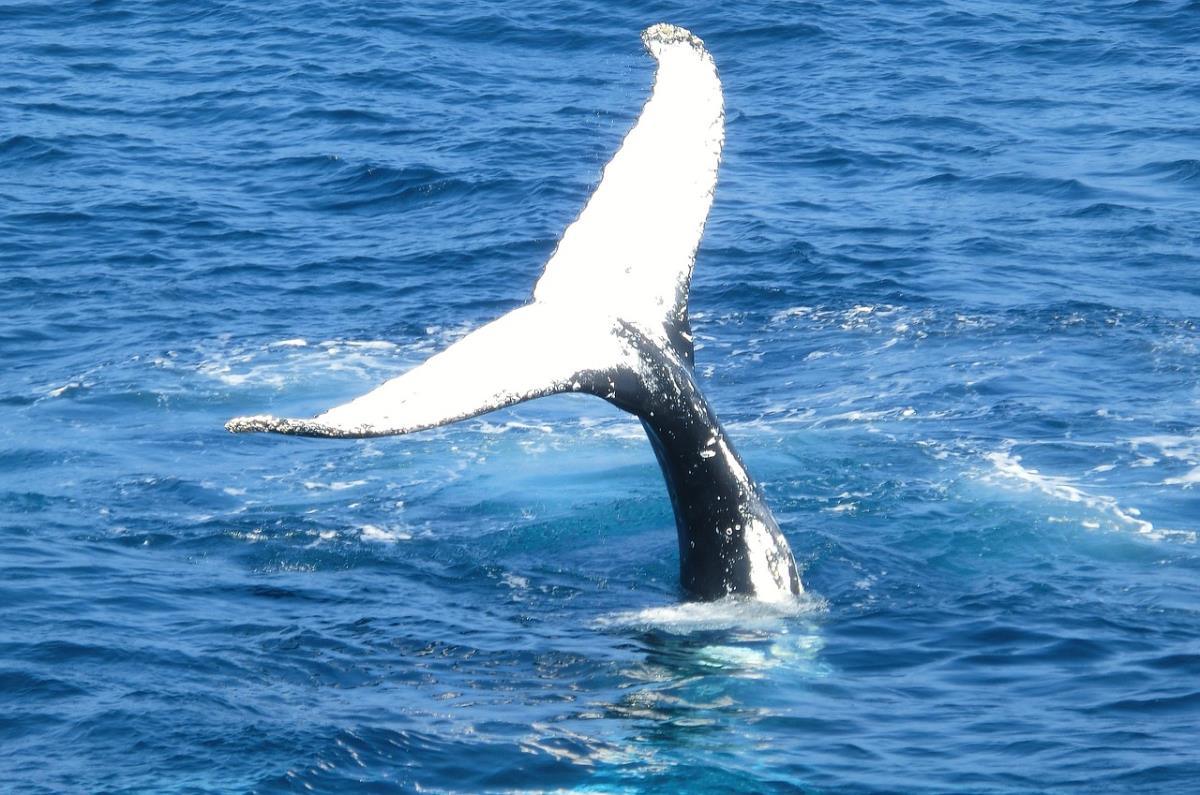 ハワイの海のモチーフ-クジラの尾-Photo-by-Pixabay