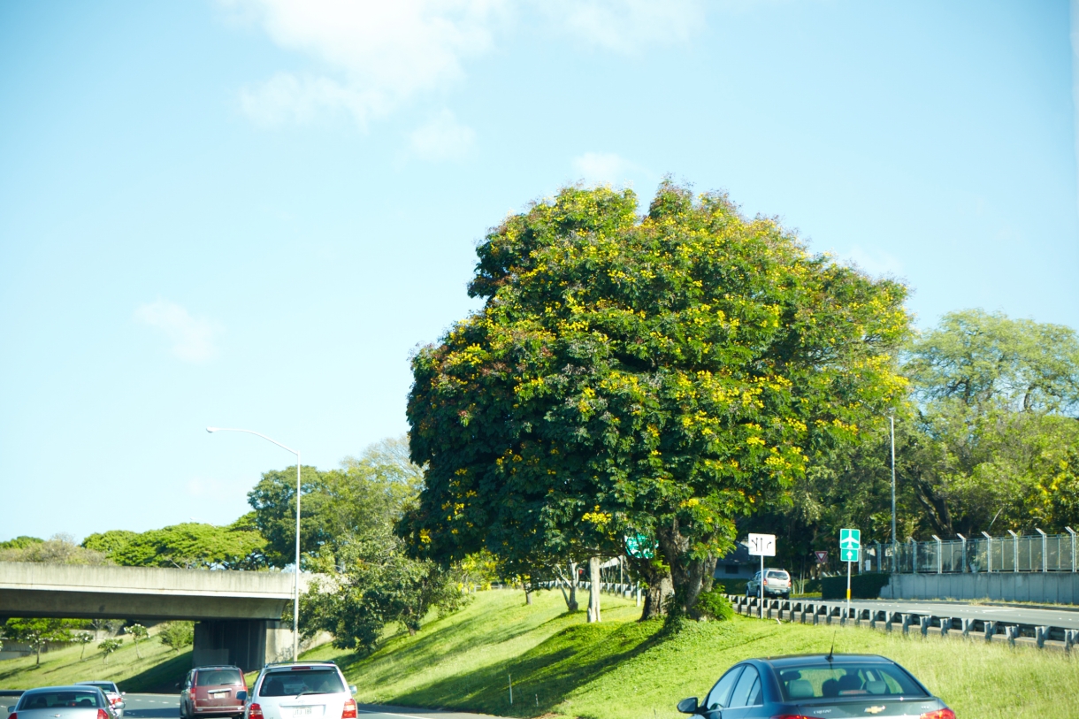 道路脇には大きな木も植えられています