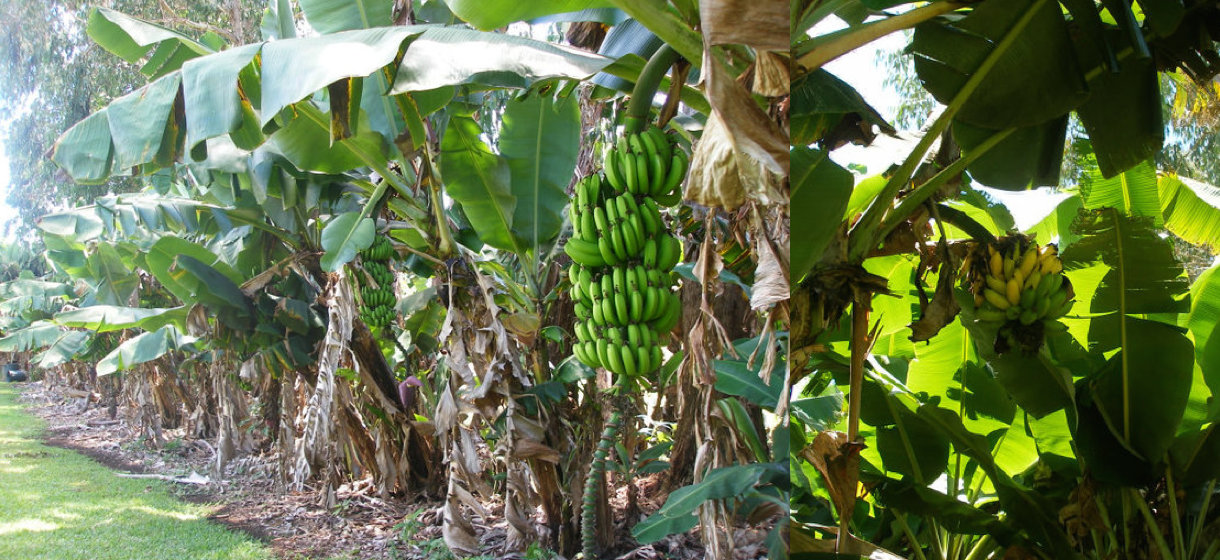 （左）自家農園で育てているバナナ。（右）熟したら、はしごに登って収穫にいきます