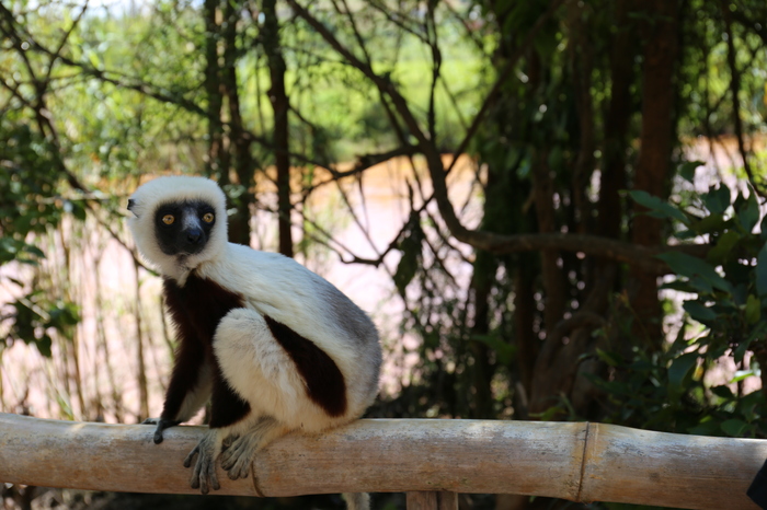 マダガスカルってどんな国 幻想的なバオバブ並木の絶景や珍しい動物など 手付かずの大自然が魅力的な素敵な島でした たびこふれ