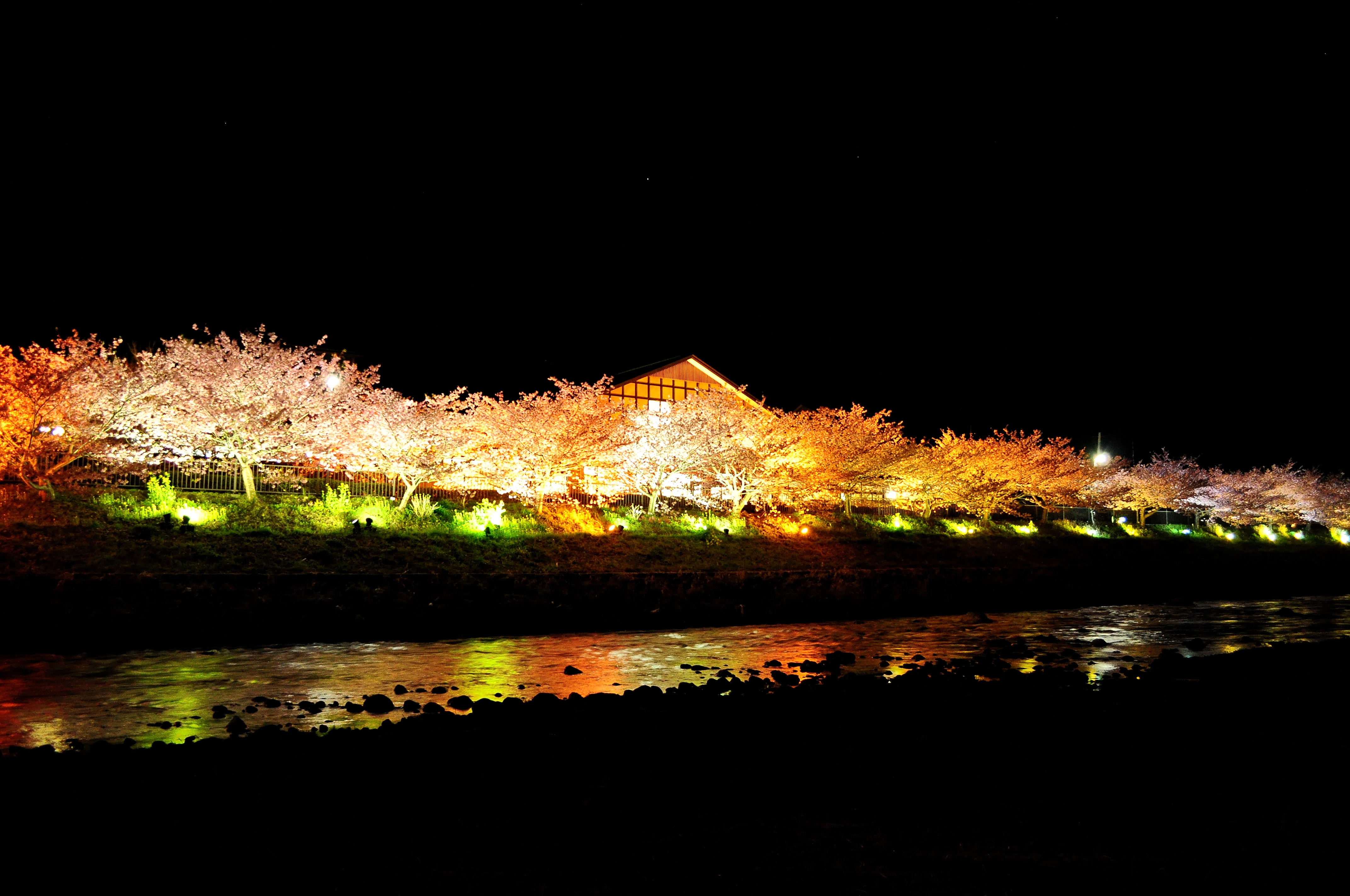 17峰温泉夜桜.jpg