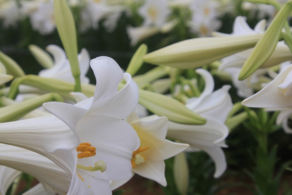 カラフルなユリを見に笠石海浜公園へ 凛と咲く真っ白な花 沖永良部島のエラブユリ物語 たびこふれ