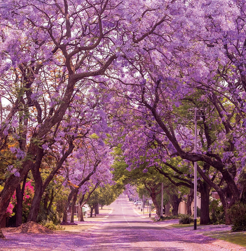 南部アフリカ１ 紫に染まる街で優雅なひと時を たびこふれ