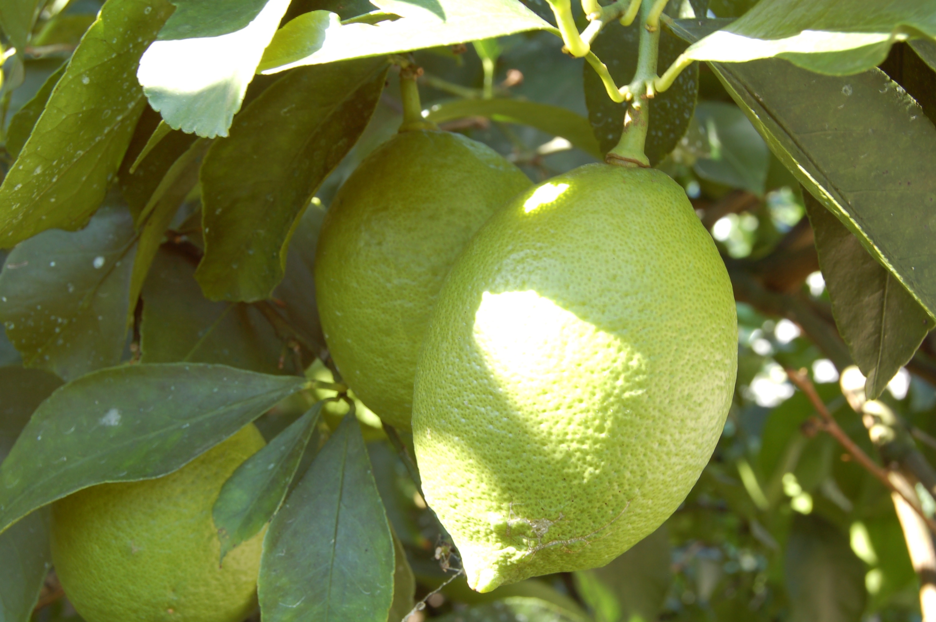 広島 生産量日本一 広島のレモン たびこふれ
