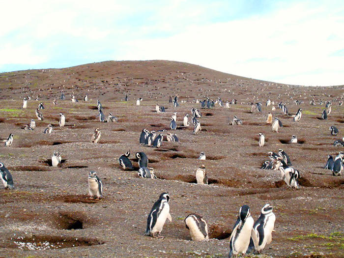 無数のペンギンに圧倒 パタゴニアのマゼランペンギンの楽園で 赤ちゃんペンギンに癒されよう たびこふれ
