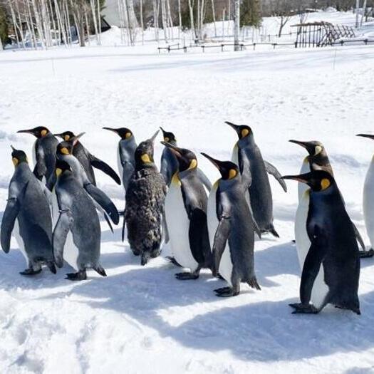冬季北海道的推薦觀光景點與活動資訊