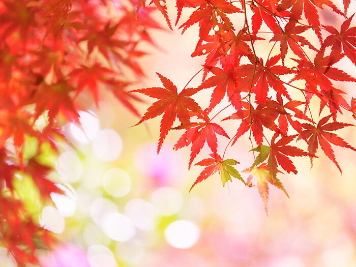 momiji