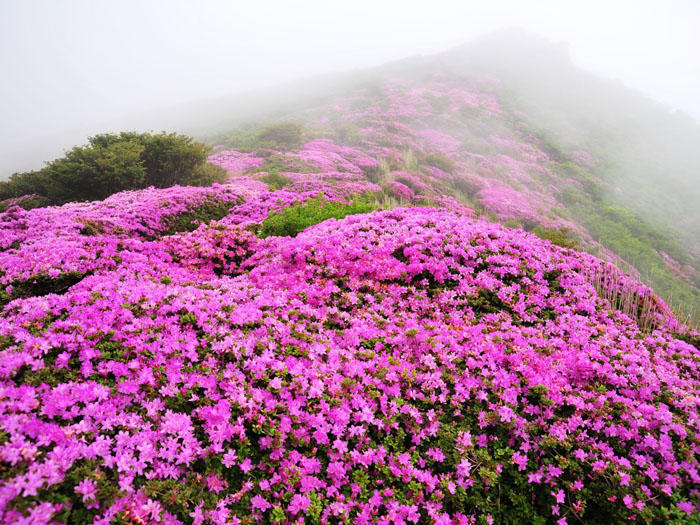 鮮やかなピンクの絶景 ミヤマキリシマ を目指して登山 たびこふれ
